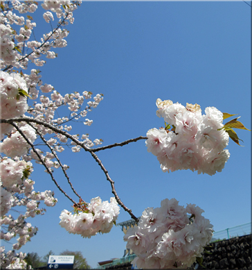 蒜山